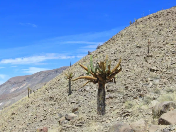LAMPARA CACTUS